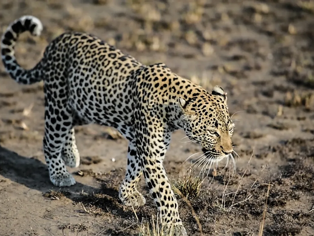 N050 queens leopard.webp