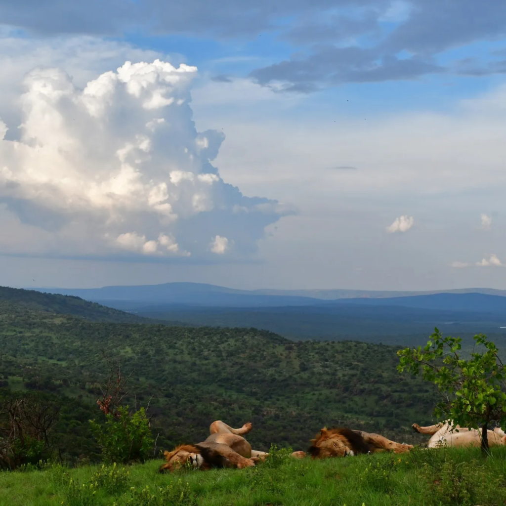 N054 rwanda akagera national park.webp