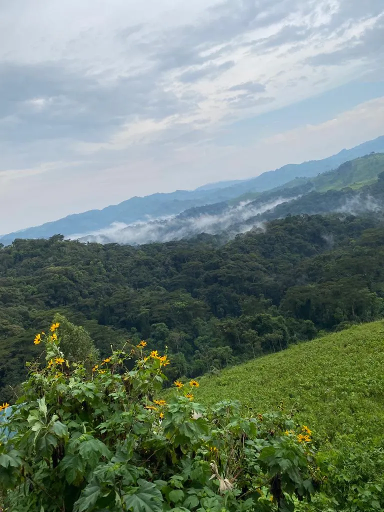 Forested slopes of the Rwenzori Mountains