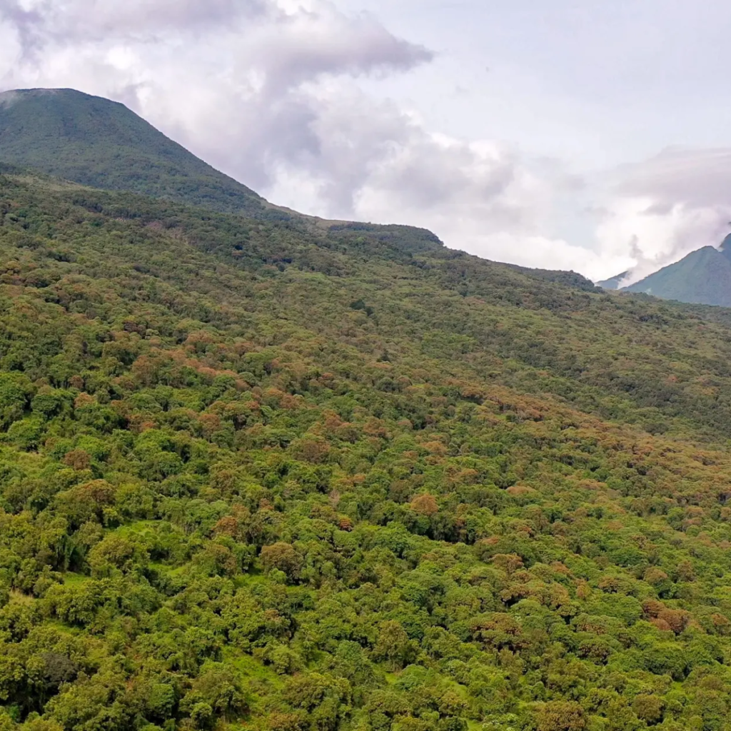 Volcano slopes rising above the forest in the Virunga region