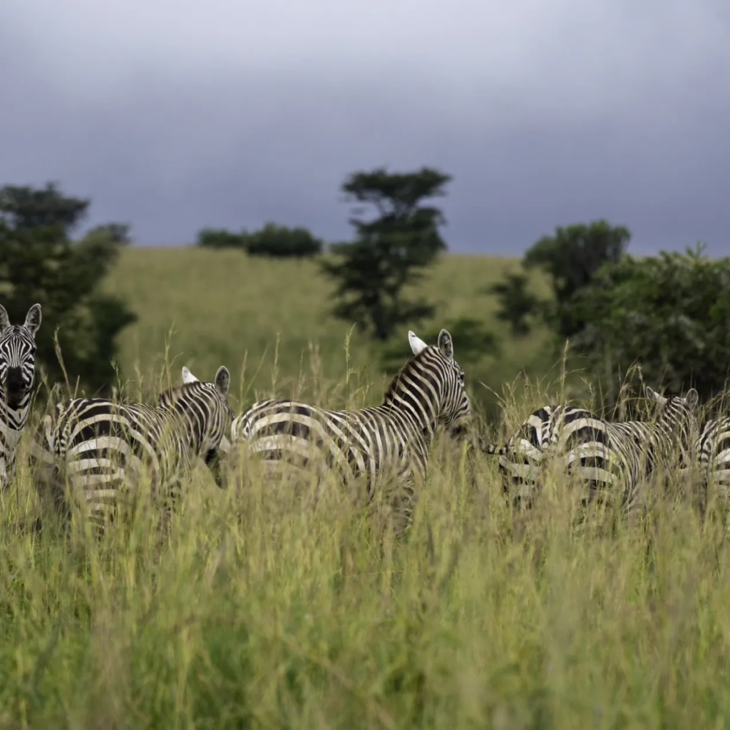 Zebras grazing in Murchison Falls National Park
