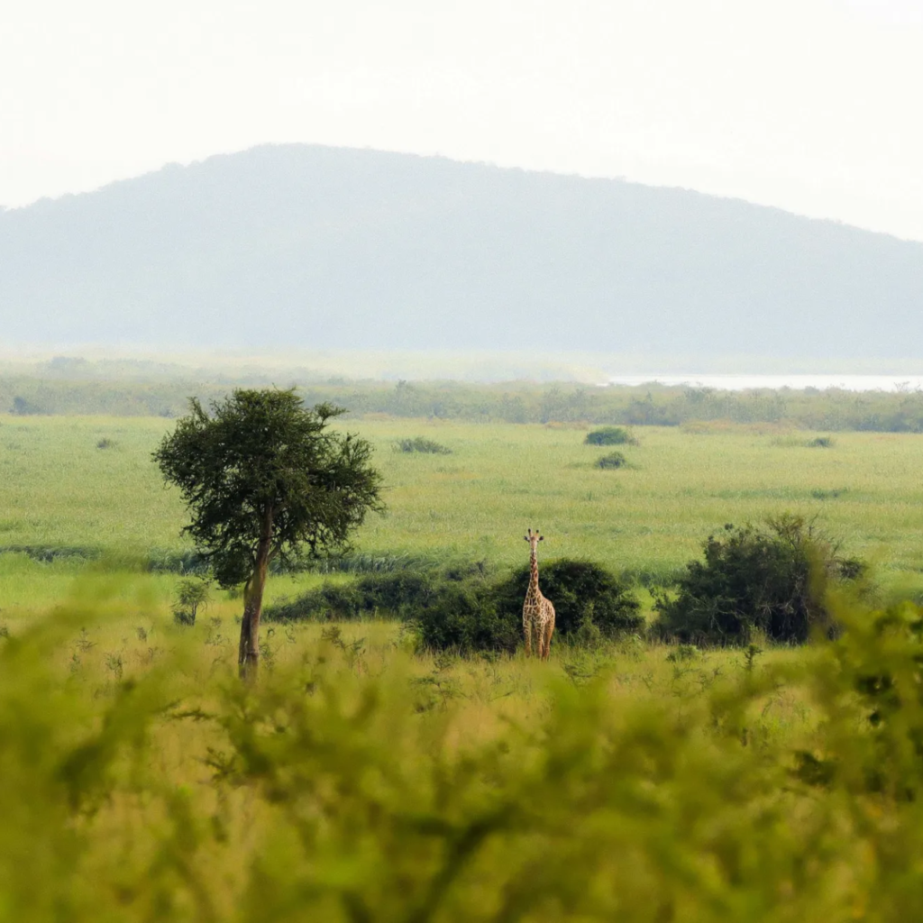 4-Day Rwanda Akagera Savannah Safari