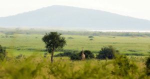 4-Day Rwanda Akagera Savannah Safari