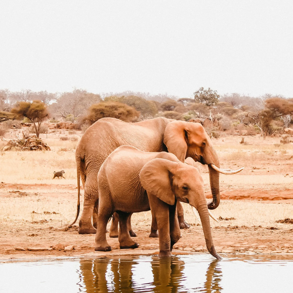 6-Day Kenya Tsavo East & West Safari