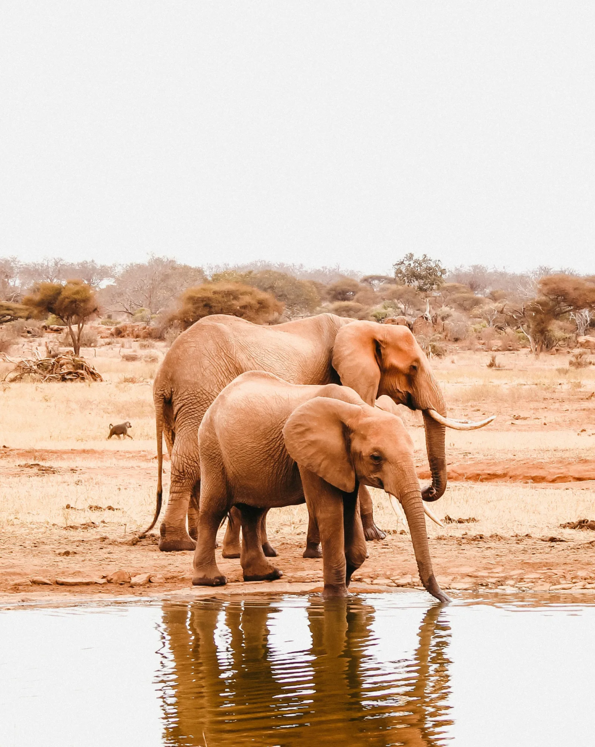 Tsavo East National Park