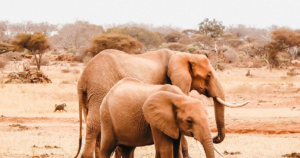 6-Day Kenya Tsavo East & West Safari