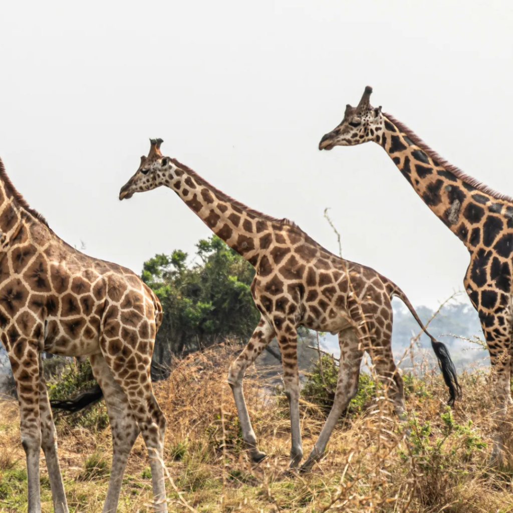 Female Traveller Safaris
