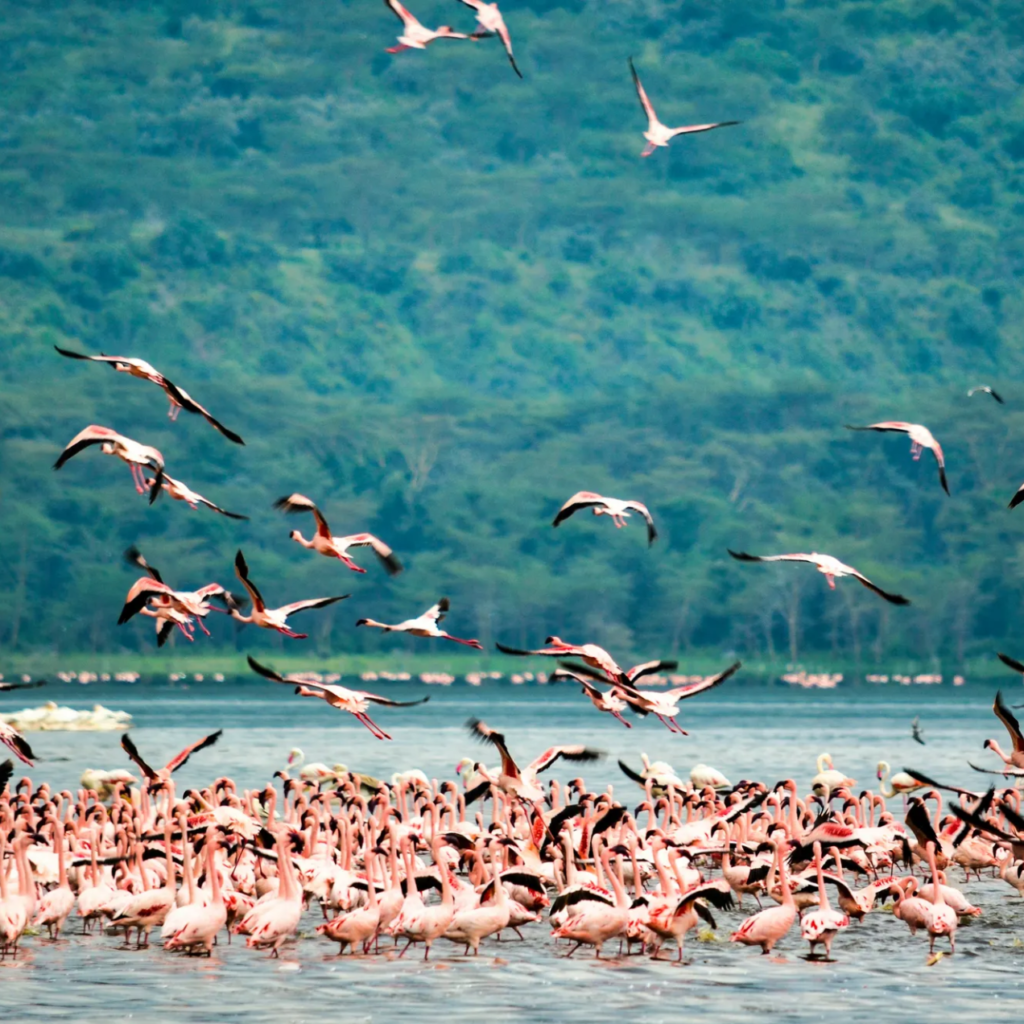 Flamingos taking flight over a Rift Valley soda lake