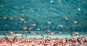5-Day Kenya Rift Valley Lakes Safari: Naivasha, Hell’s Gate & Nakuru
