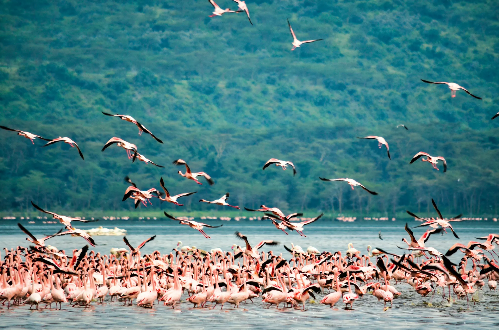 5-Day Kenya Rift Valley Lakes Safari: Naivasha, Hell’s Gate & Nakuru
