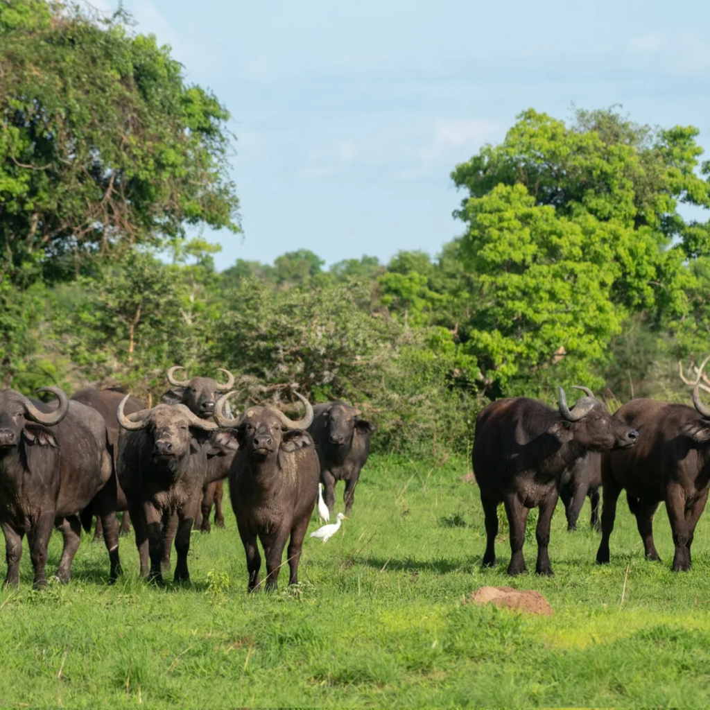 Buffalo herd in Murchison Falls National Park