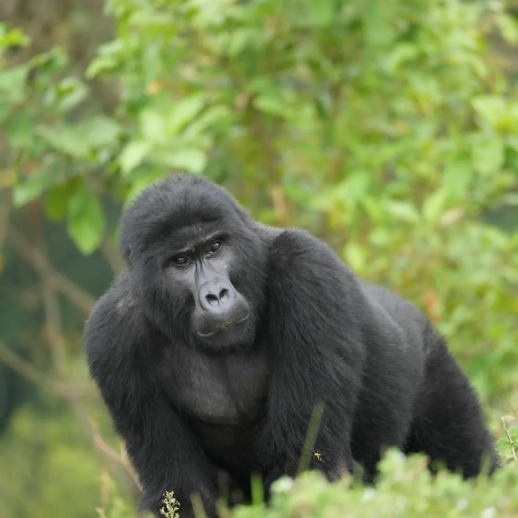 Mountain gorilla sitting among greenery in Bwindi
