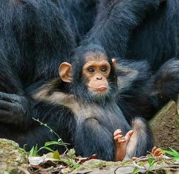 Young chimpanzee sitting beside its mother
