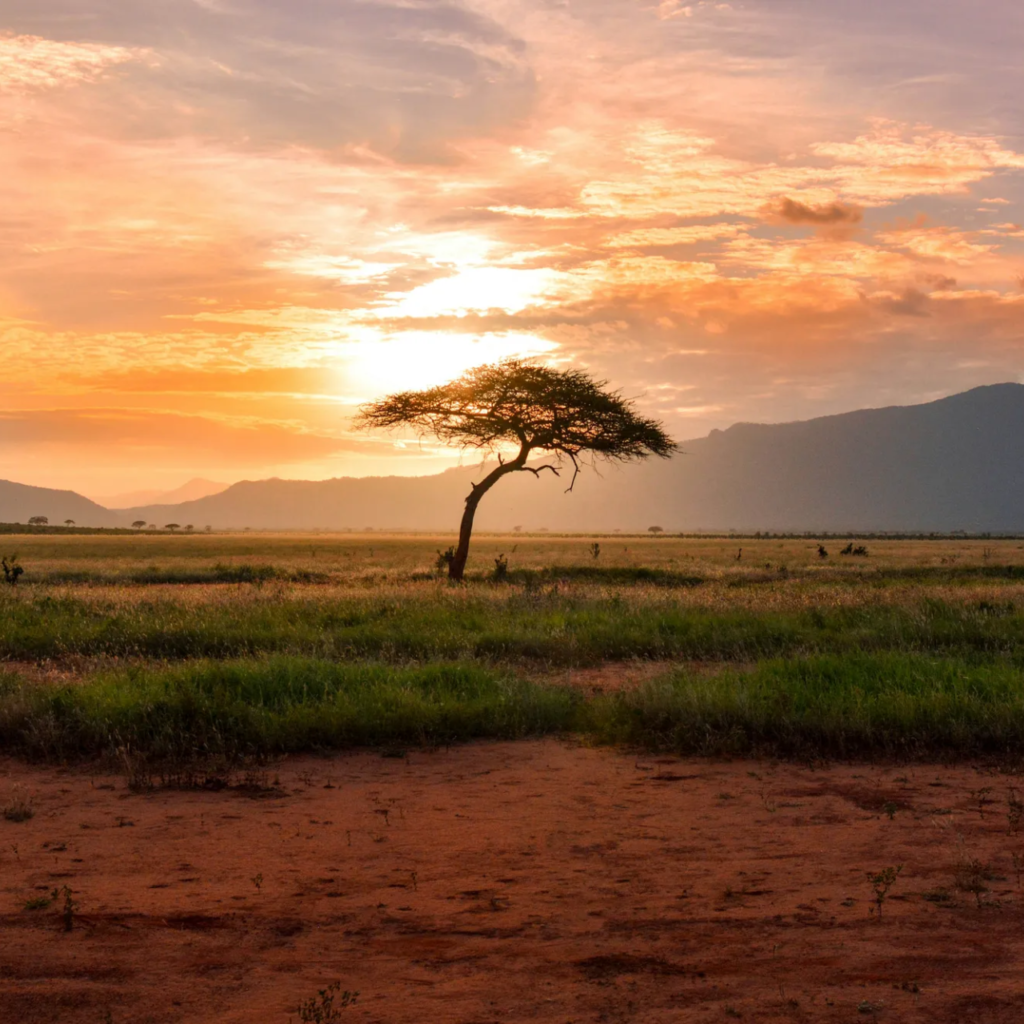 Luxury Safaris