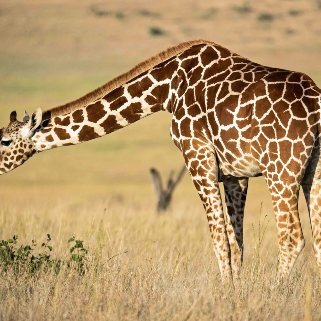 Solo Traveller Safaris