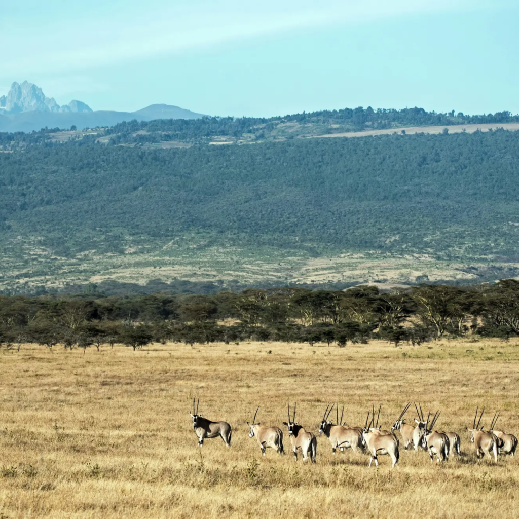 Antelope on the plains with Mount Kenya beyond