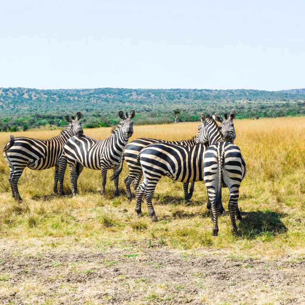 Small Group Safaris