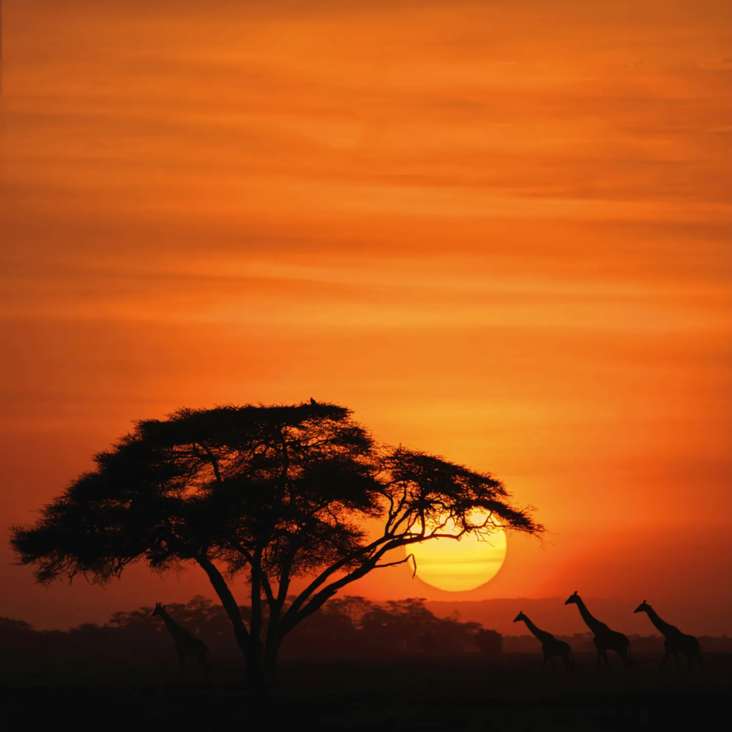 Honeymoon Safaris