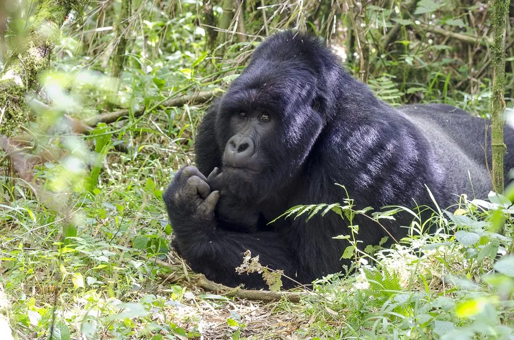 Mountain gorilla resting in the undergrowth in Bwindi
