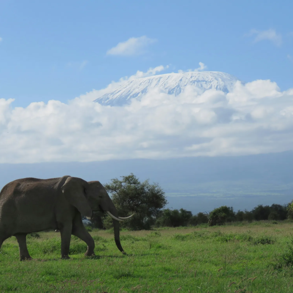 Elephant walking in front of Mount Kilimanjaro