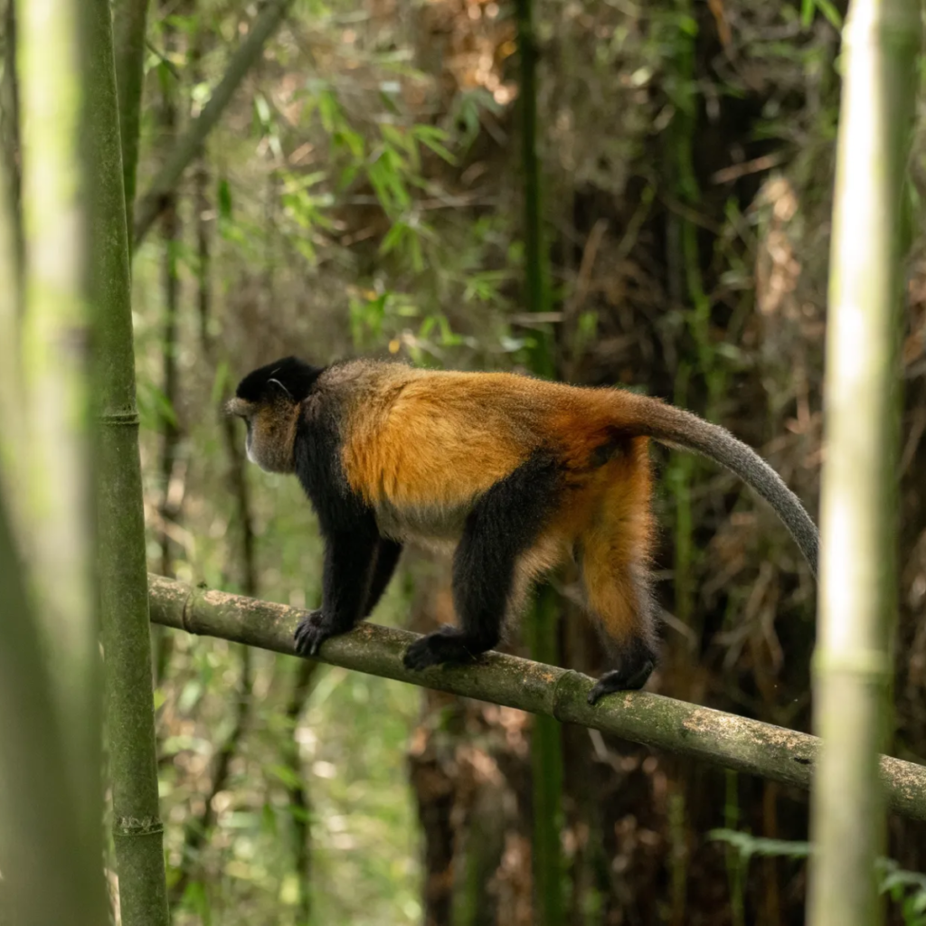 Golden monkey on a bamboo stem