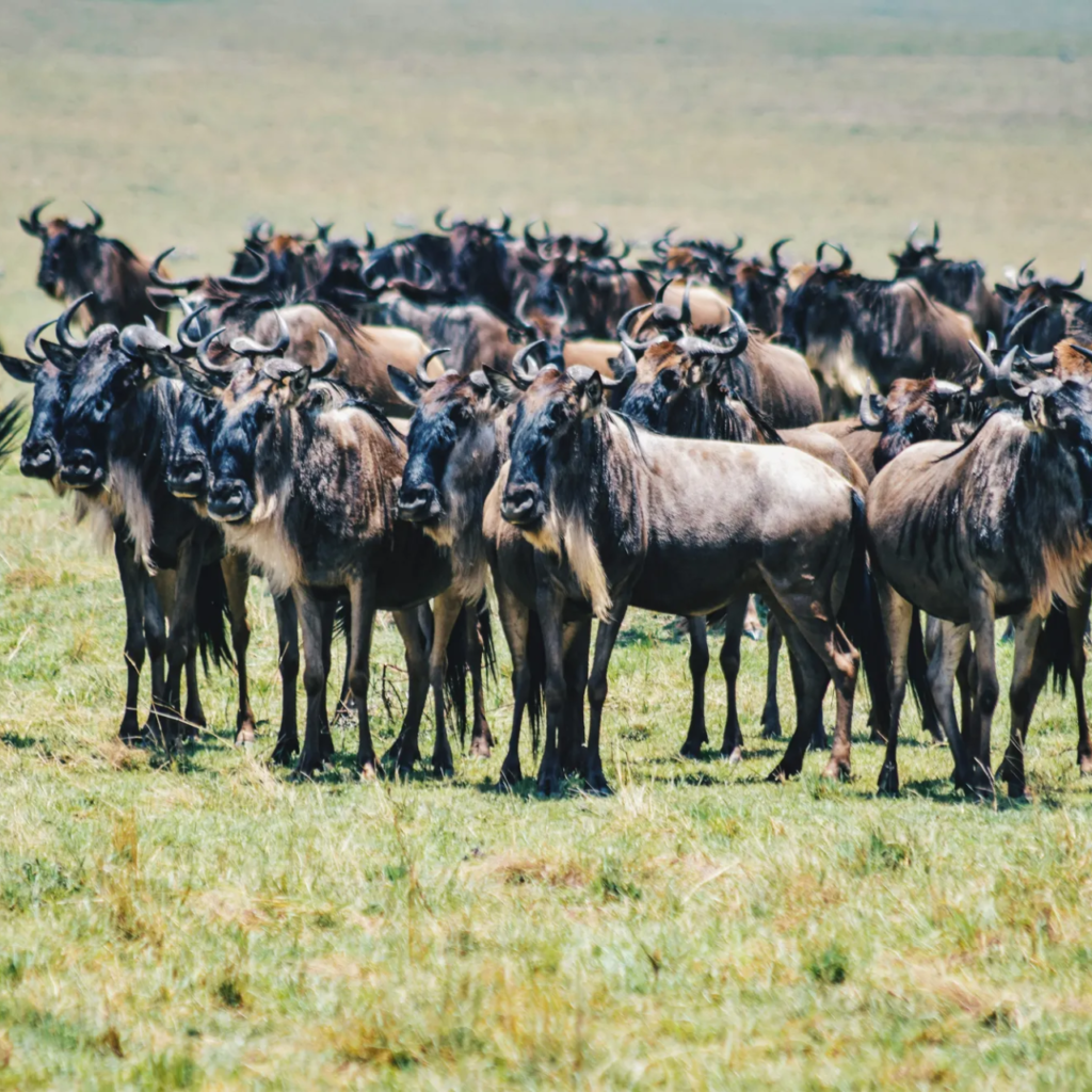 Wildebeest herd on the East African plains