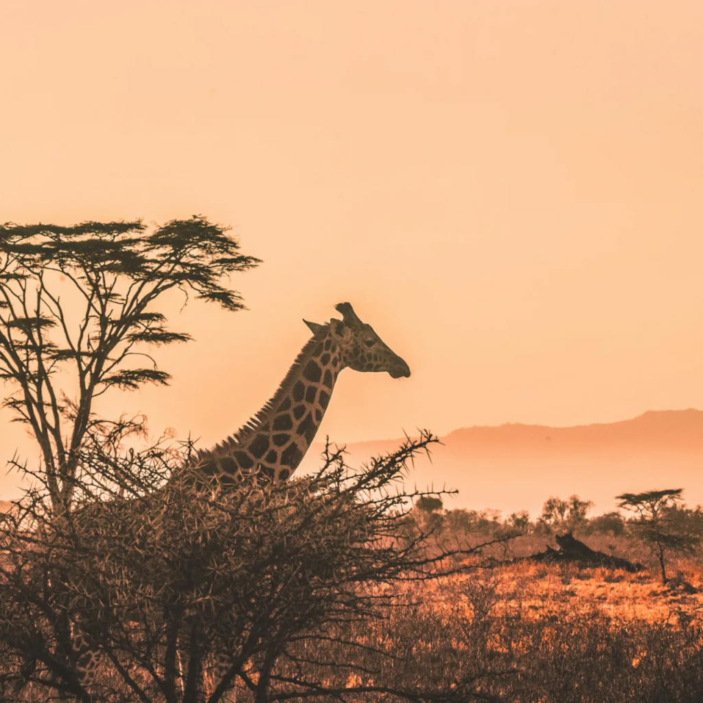 Private Safaris
