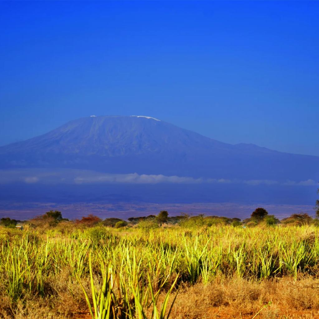 Mount Kilimanjaro rising above the savannah