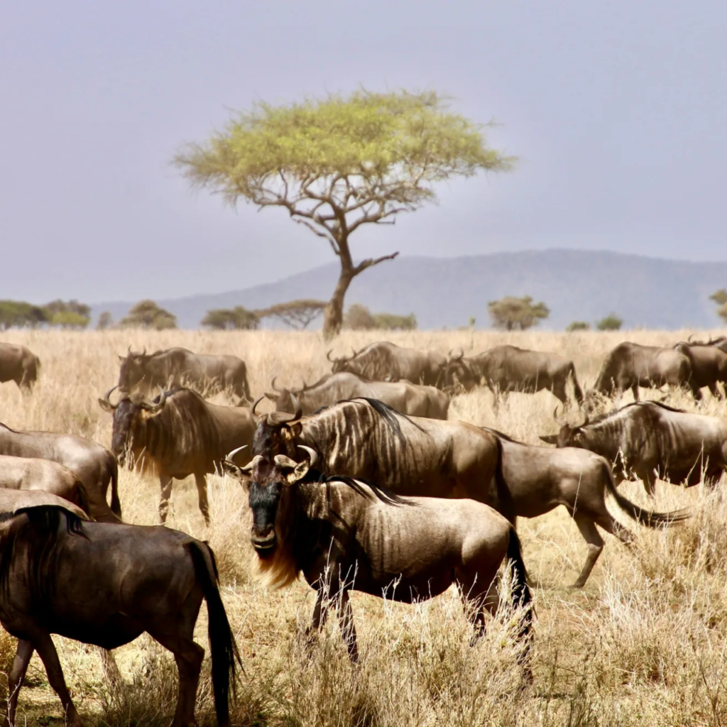 Wildebeest herd on the East African plains