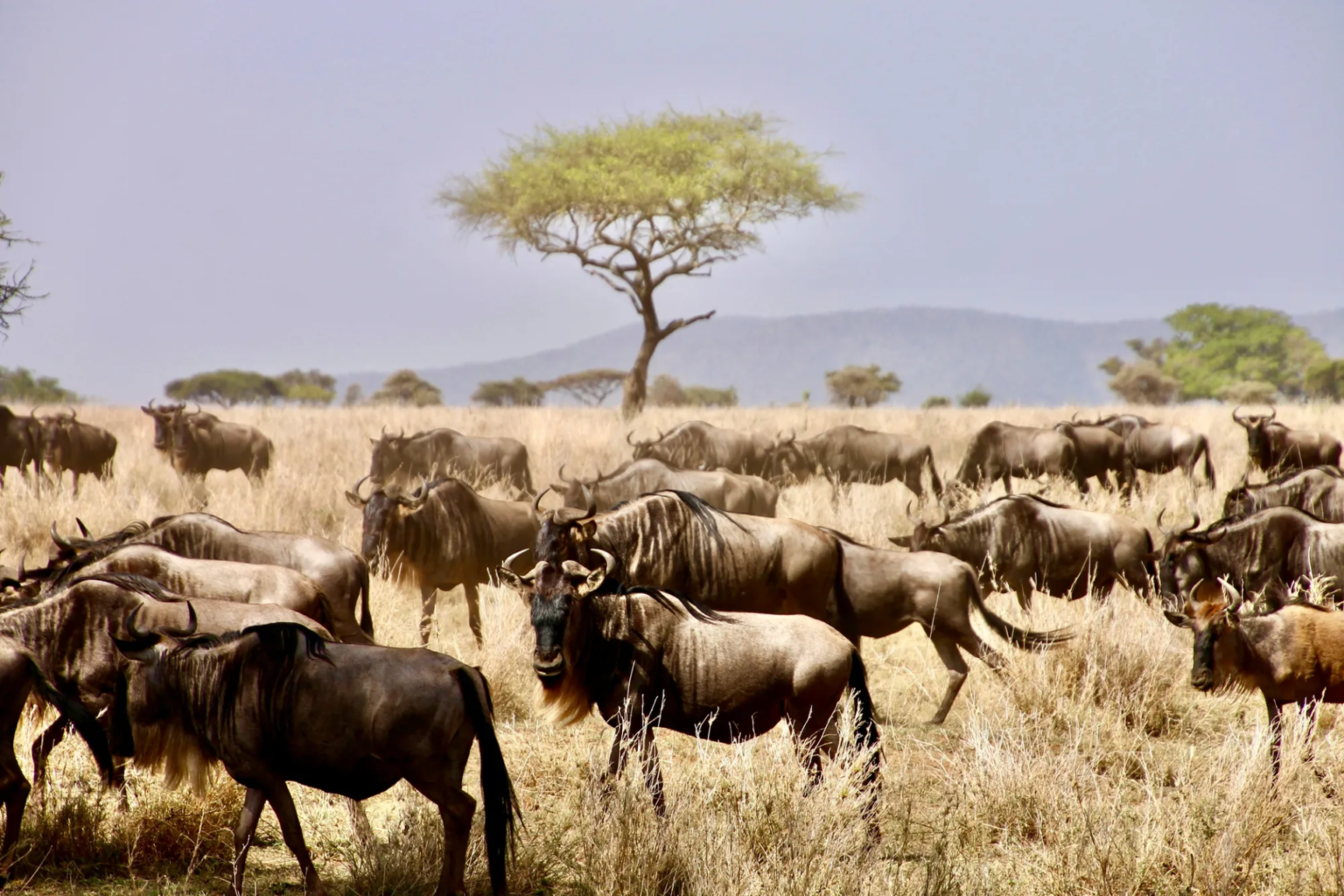 Mara North Conservancy