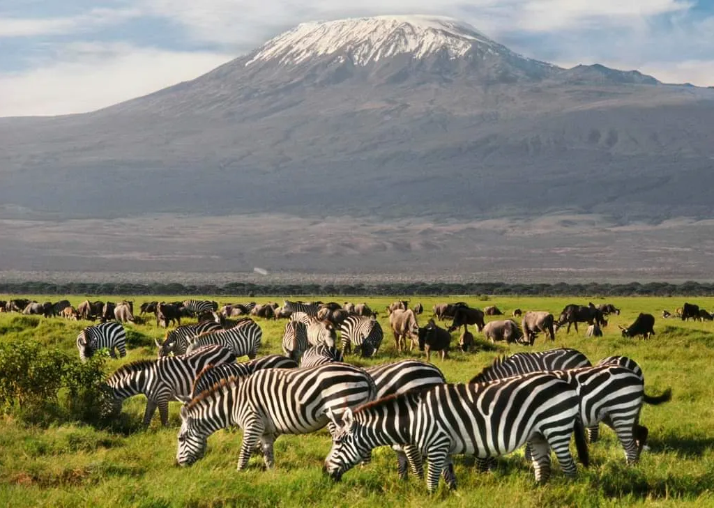 Zebras grazing beneath Mount Kilimanjaro