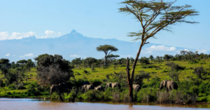 9-Day Kenya Conservancy & Coast Wellness Safari