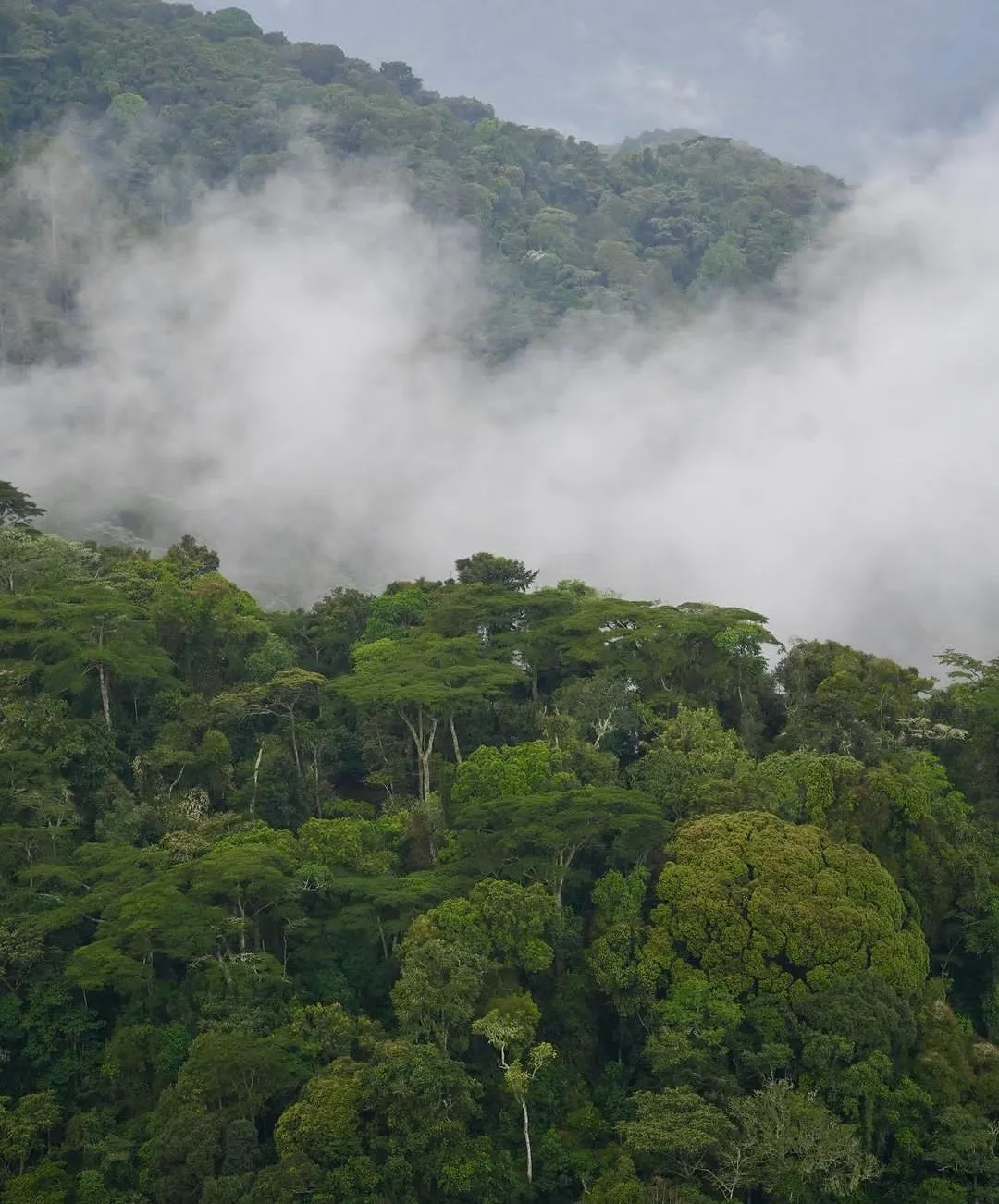 Mabira Forest