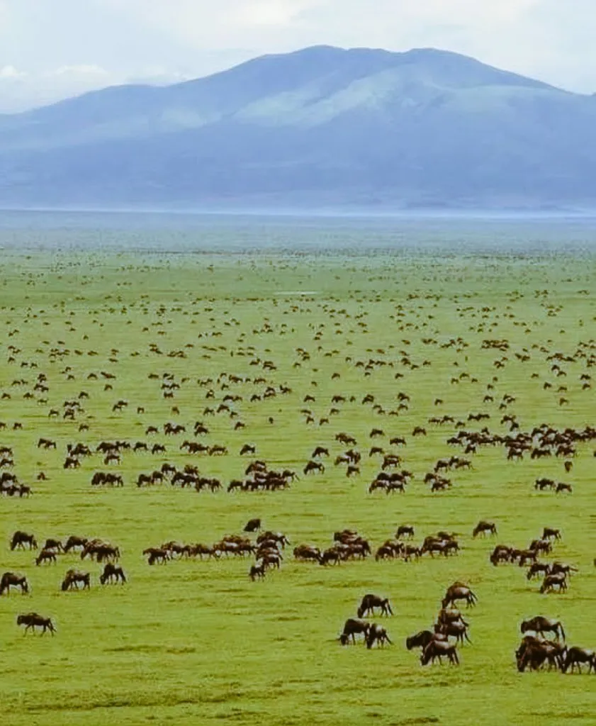 Green plains with wildebeest in Kenya