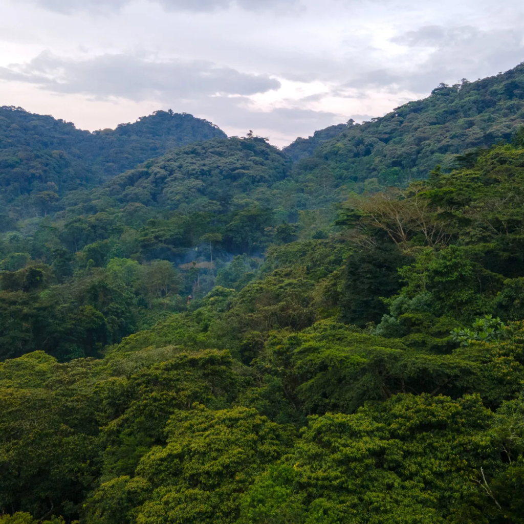 Forest on the slopes of the Virunga volcanoes