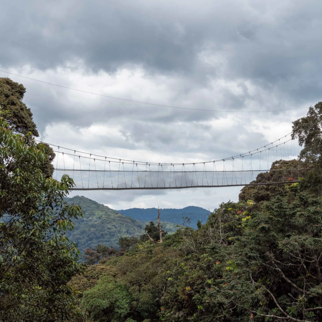 Canopy Walk