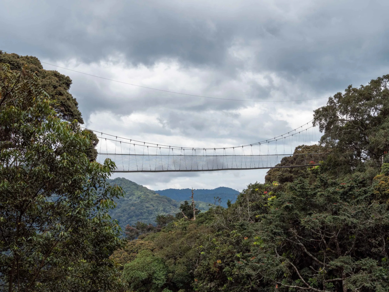 Nyungwe National Park
