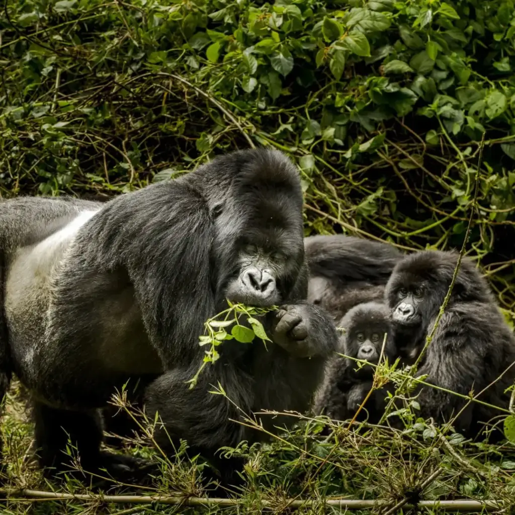 Gorilla feeding in Volcanoes National Park, Rwanda