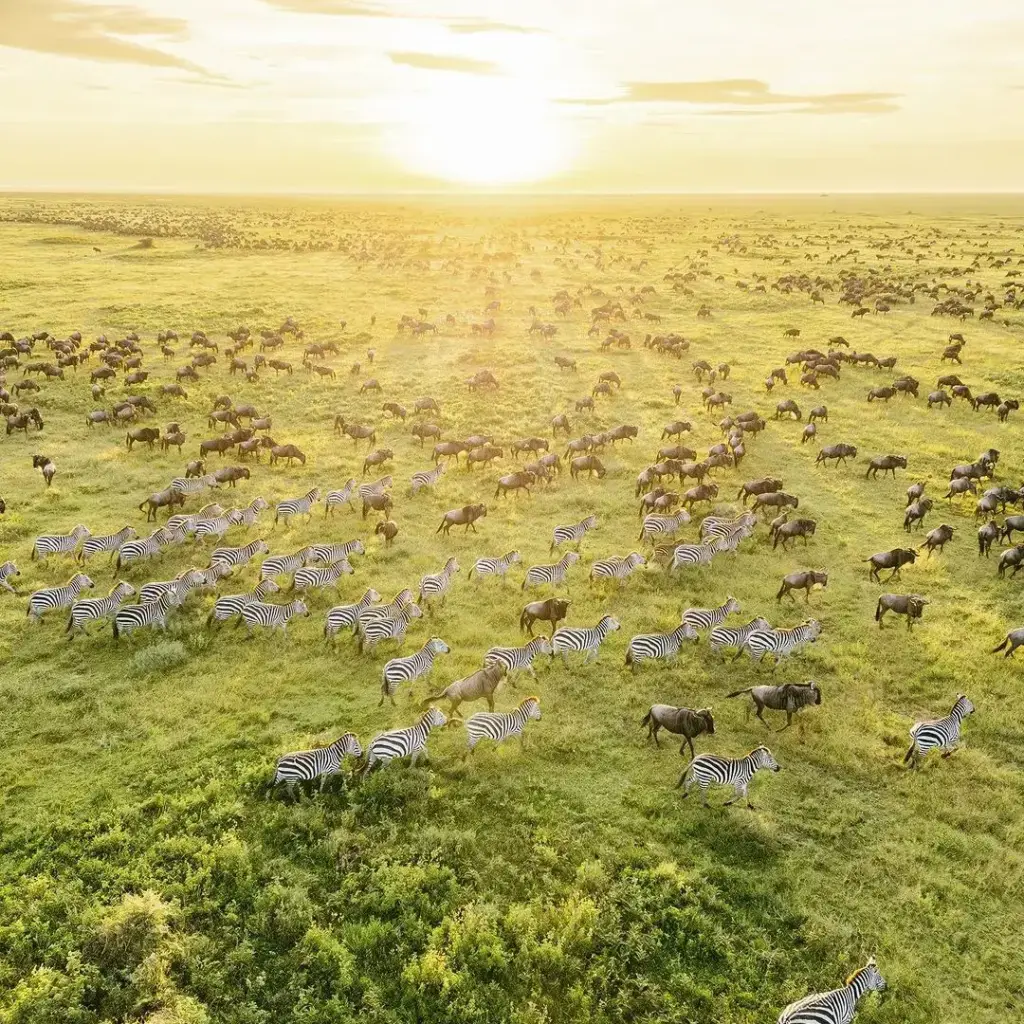 Aerial view of zebra and wildebeest herds on the Serengeti plains at sunrise