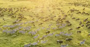 Tanzania Safari and Zanzibar Itinerary: 7, 10 and 14 Days