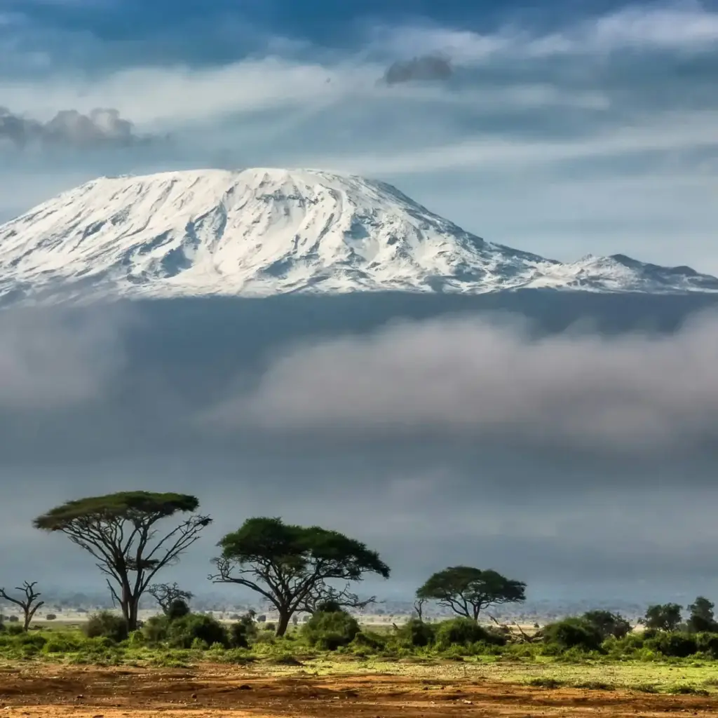 Acacia trees beneath snow-capped Mount Kilimanjaro