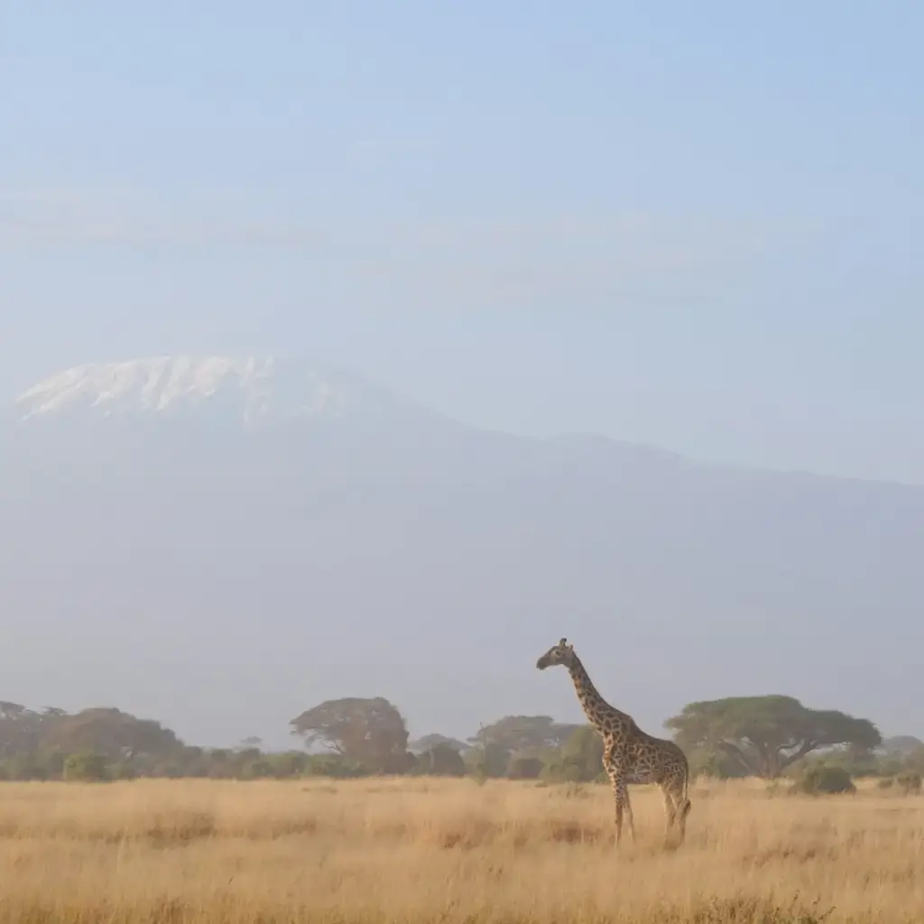 Giraffe on the plains beneath Mount Kilimanjaro