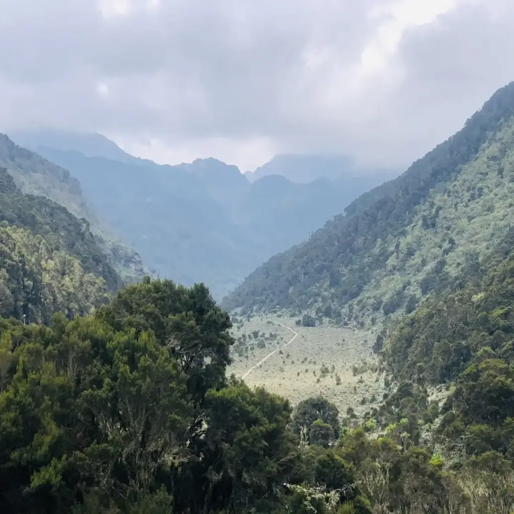 Forested slopes of the Rwenzori Mountains