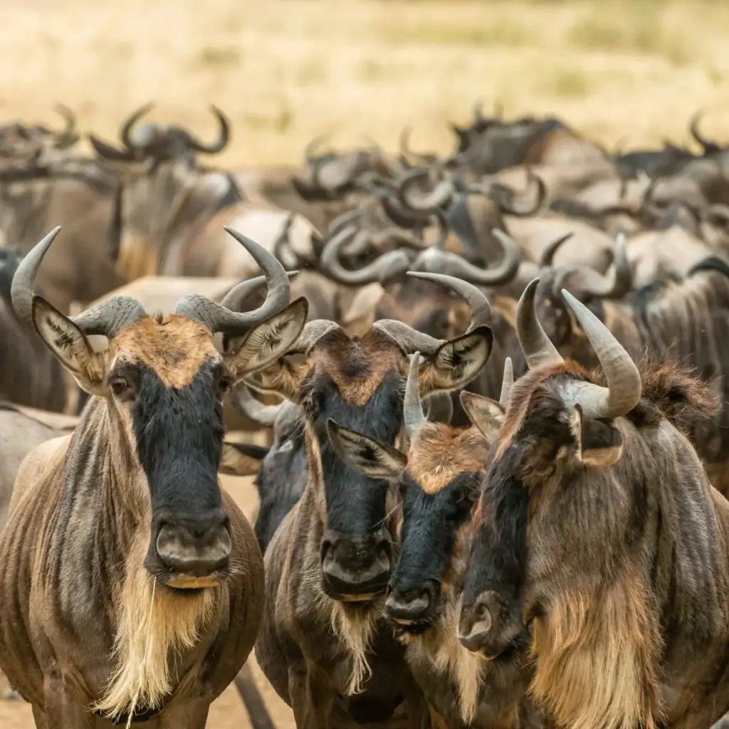 Wildebeest herd on the East African plains