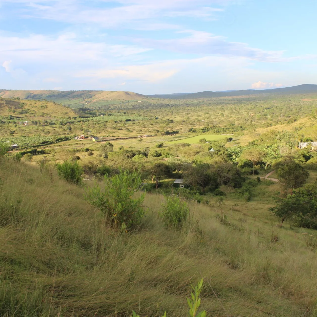 Green rolling landscape in Tanzania