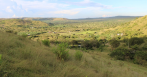 Budget Safari in Tanzania: Camps, Group Trips and Planning