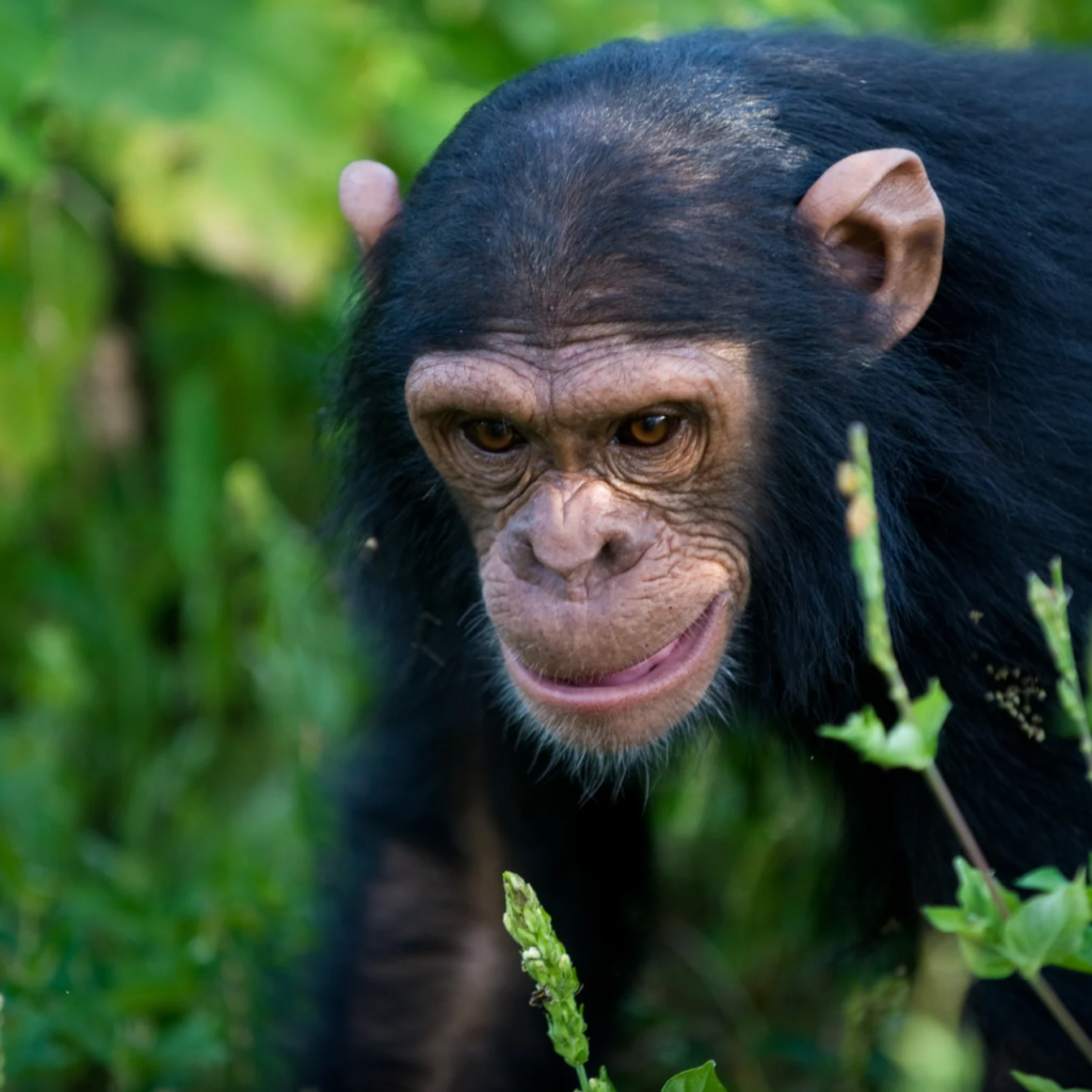 Island chimpanzee, Ngamba Island