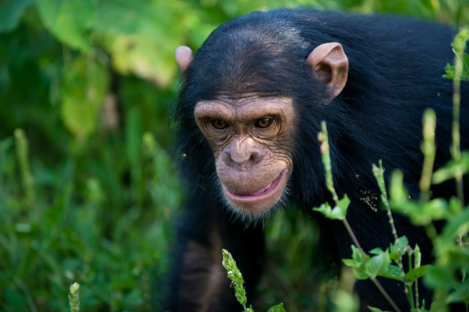 Ngamba Island Chimpanzee Sanctuary