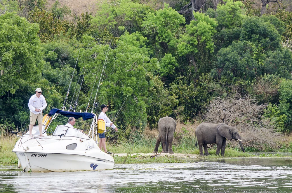 Nile boat elephants