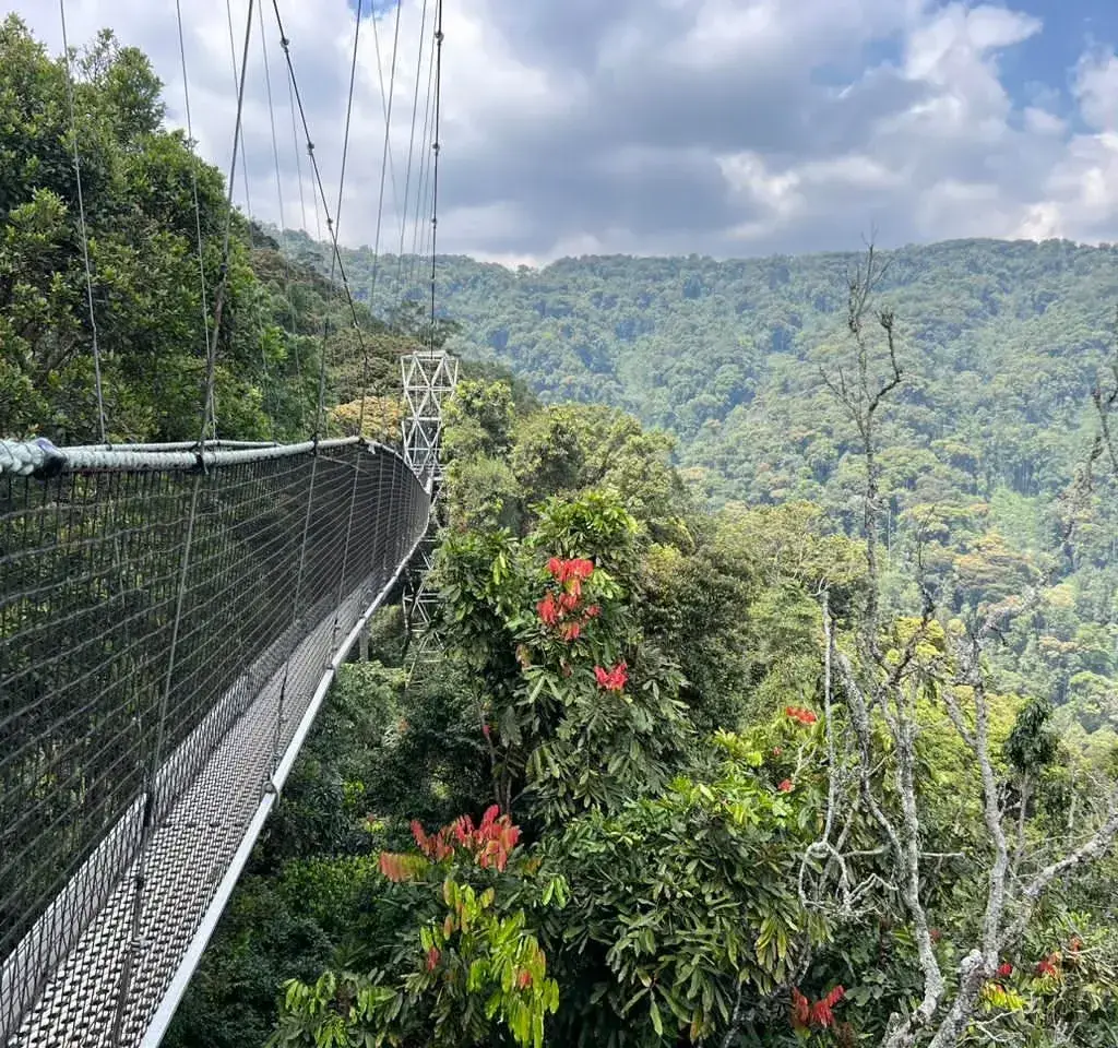 Suspension canopy walkway above the forest in Nyungwe National Park, Rwanda